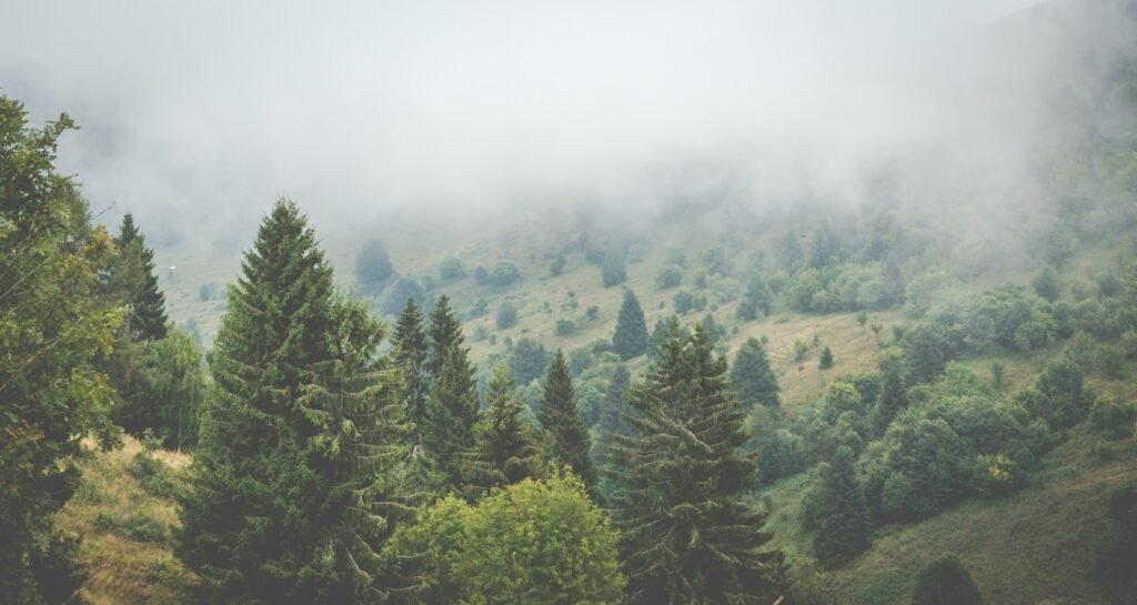 Conifer forest on a mountain.