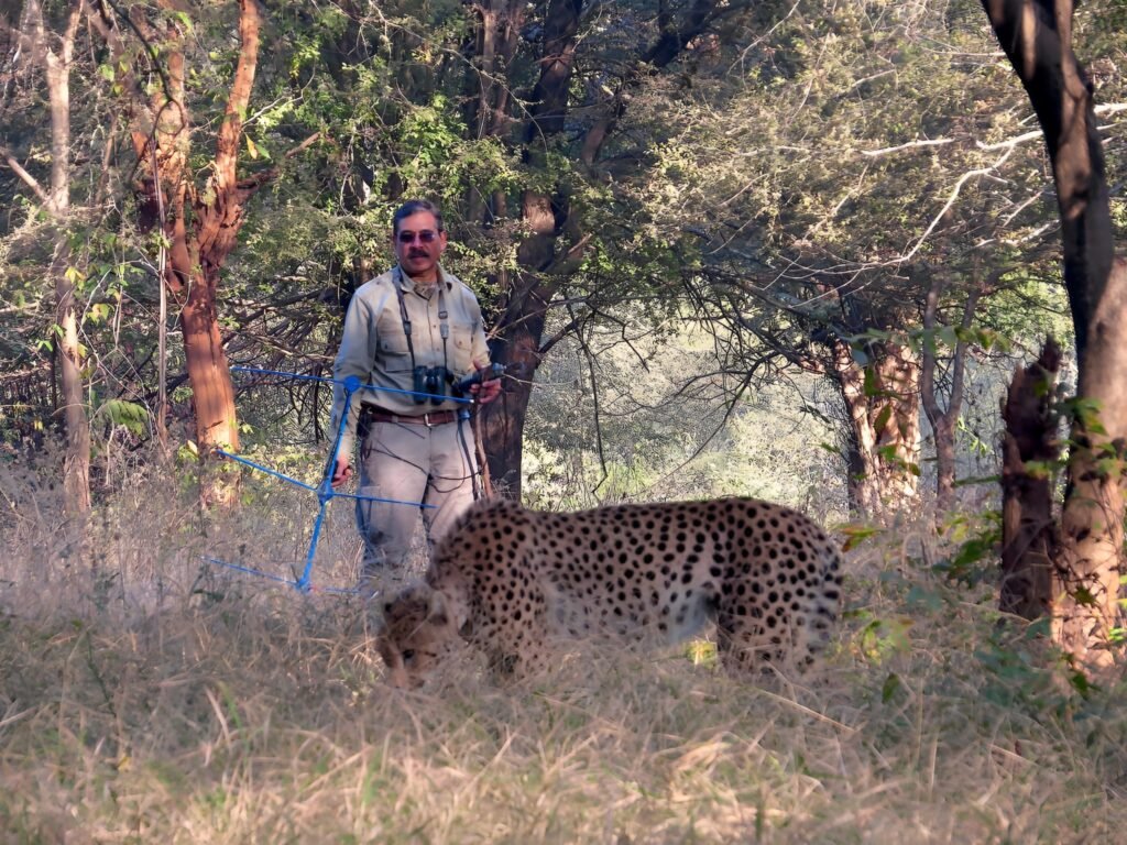 YV Jhala & Cheetah
