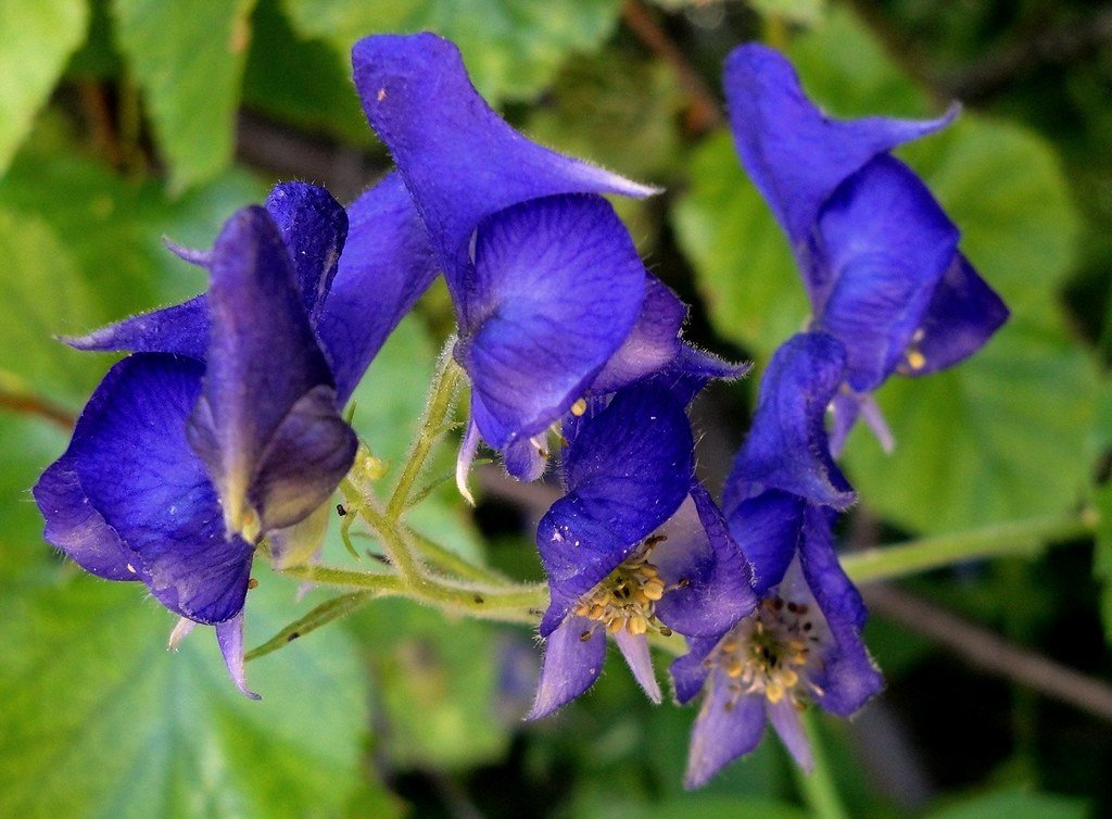 Monkshood poisonous plant