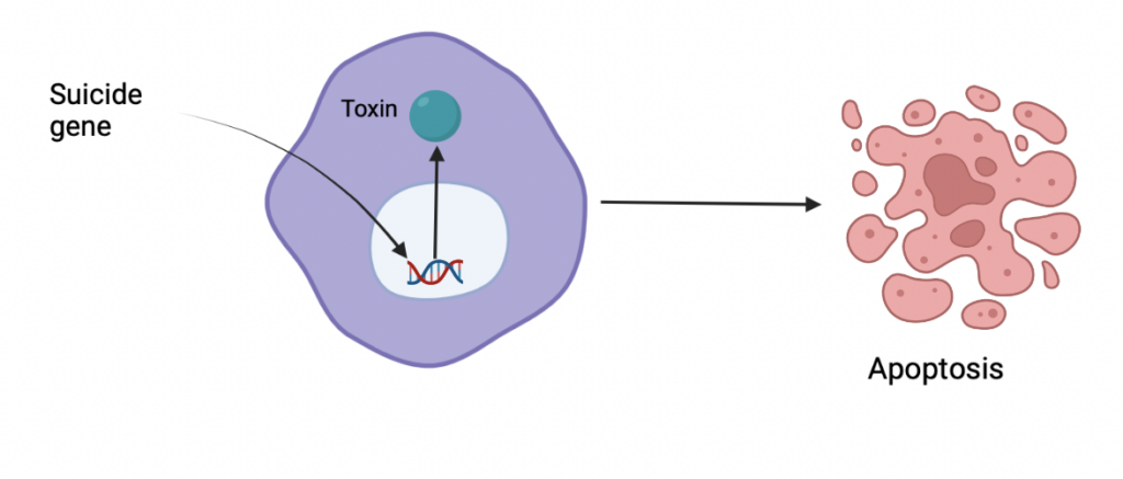 Mechanism of direct gene therapy.