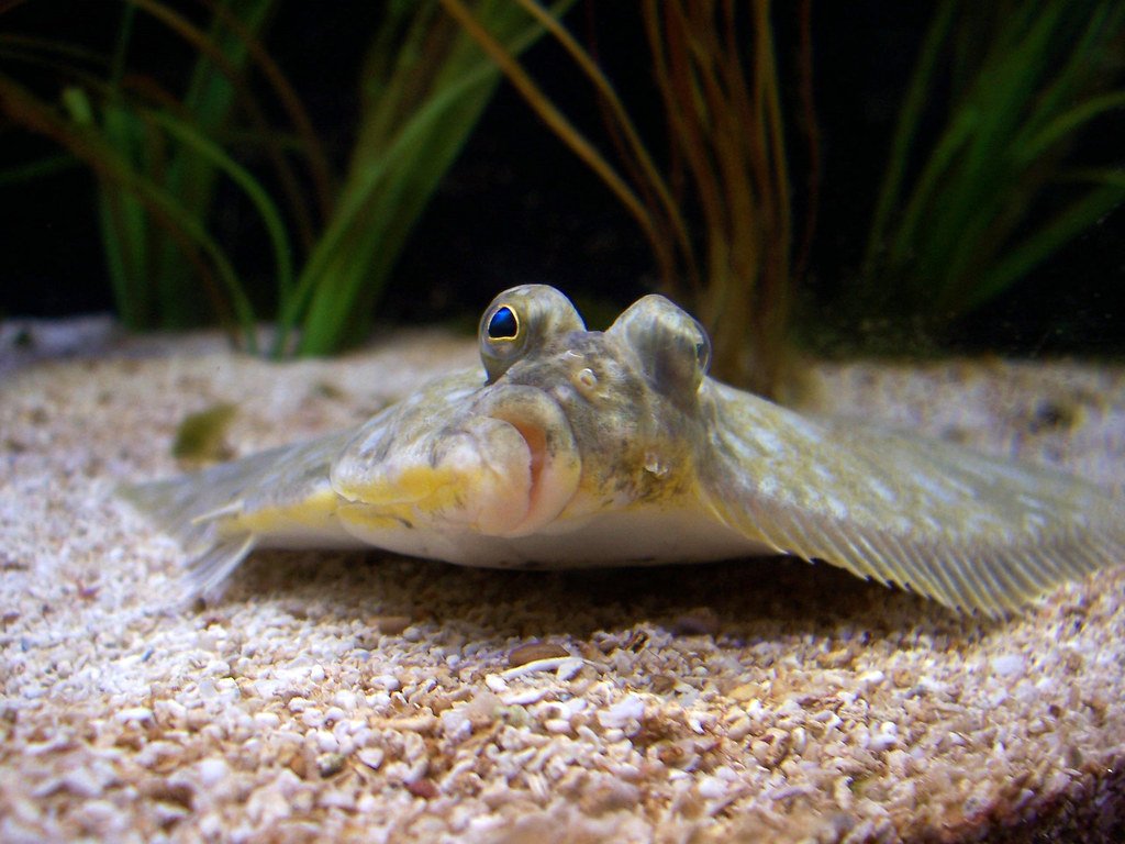 Flounder. 