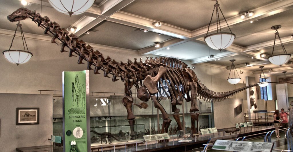 Prehistoric creatures dinosaur Apatosaurus