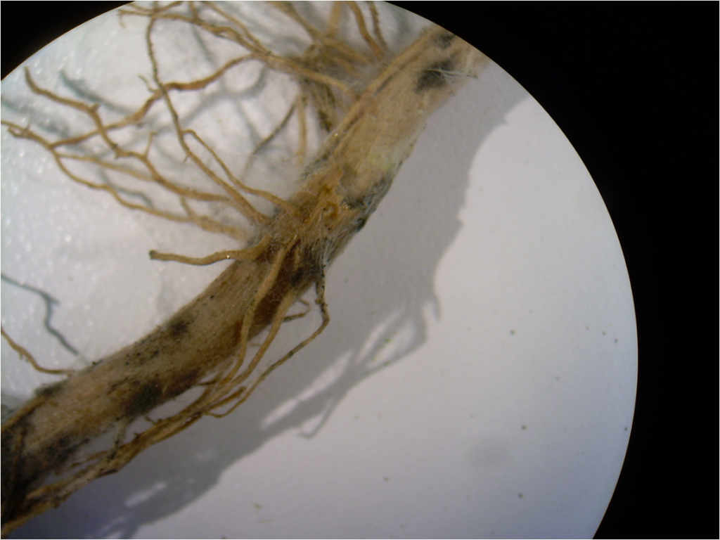 Mycorrhizal fungi, healthy ecosystem