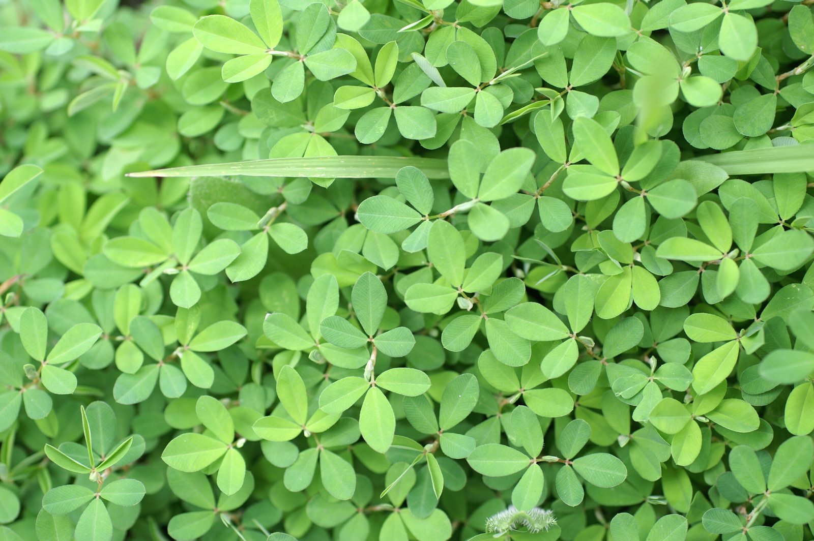 The Hidden Intelligence of Plants: How They Sense, Learn, and Adapt