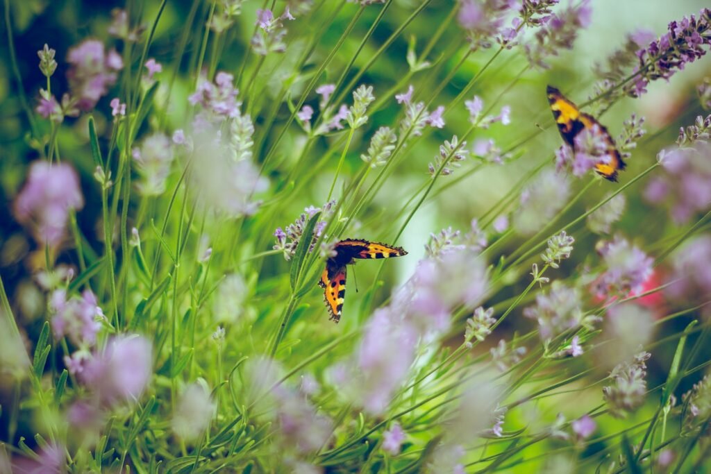 Butterfly garden