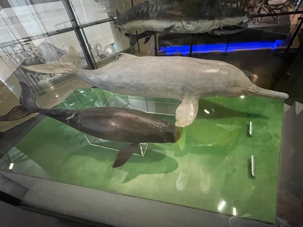 Specimens of two cetacean species: the Yangtze river dolphin / or Baiji (Lipotes vexillifer) and the narrow-ridged finless porpoise (Neophocaena asiaeorientalis).