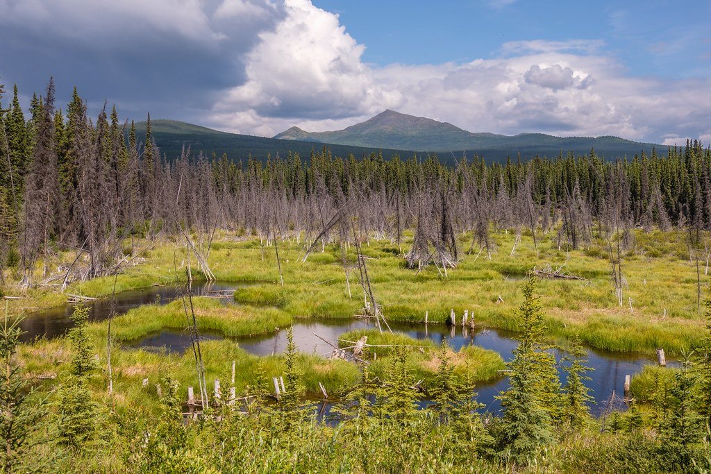Muskeg ecosystem