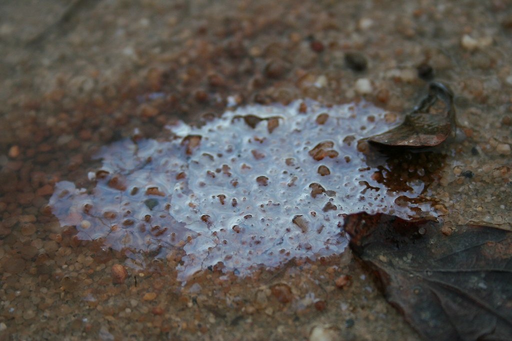 Microbes scum, bacteria and archaea