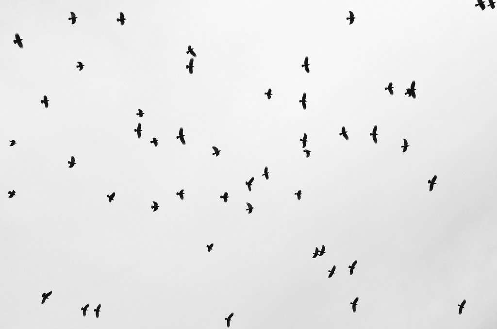 Crows flying