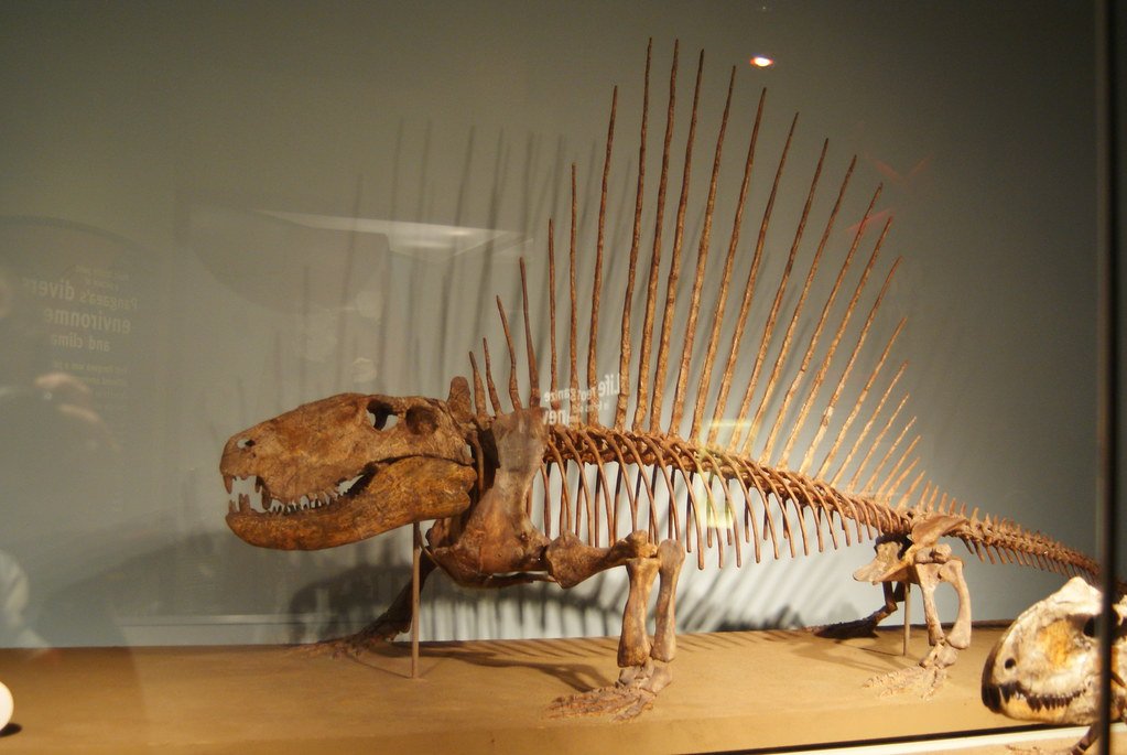 Dimetrodon grandis