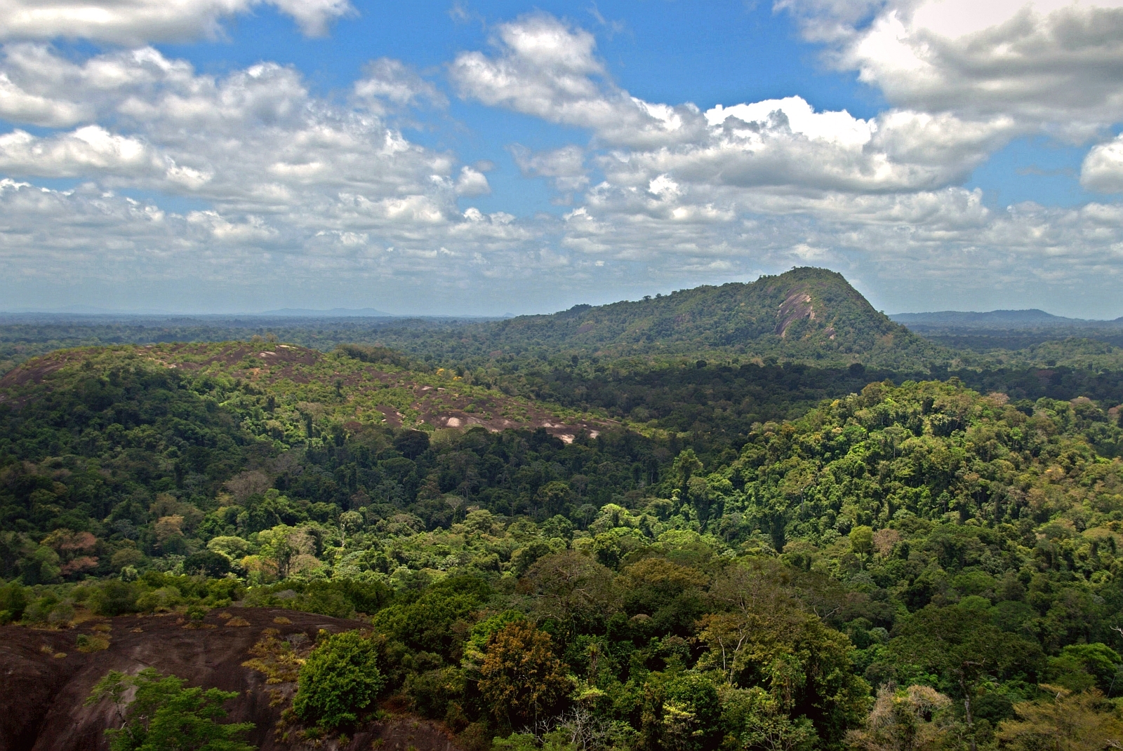 Why the Amazon Rainforest Is So Important for the Planet’s Health