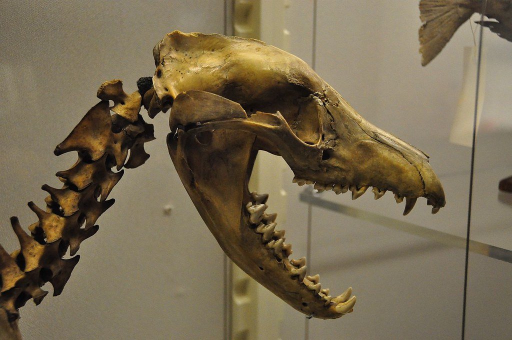 Thylacine Skull.