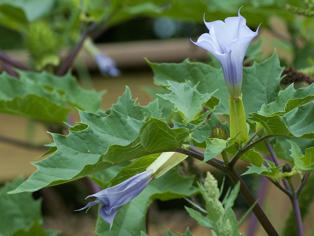 Poisonous Jimsonweed