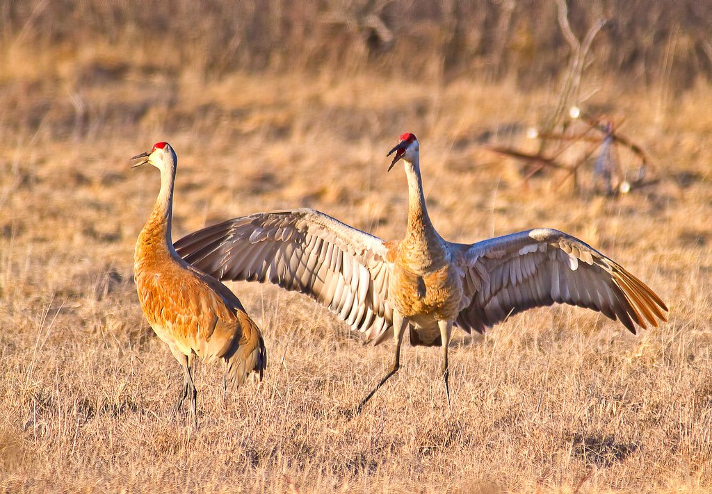 Sandhill cranes mating dance, animal mating ritual