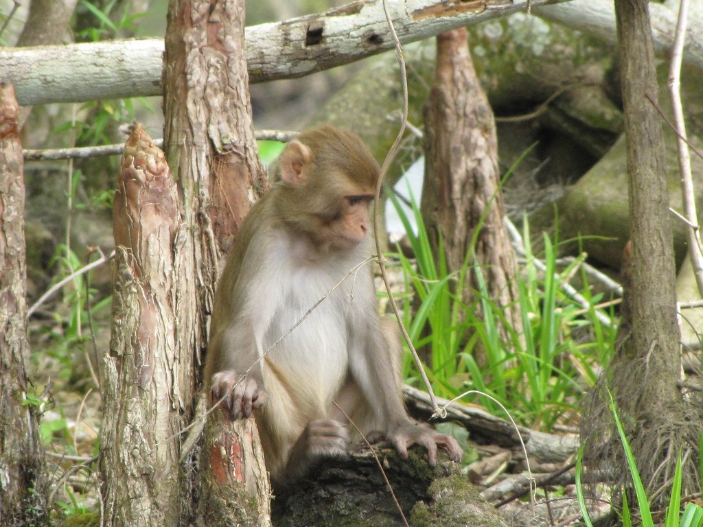 rhesus monkey for organ transplant research