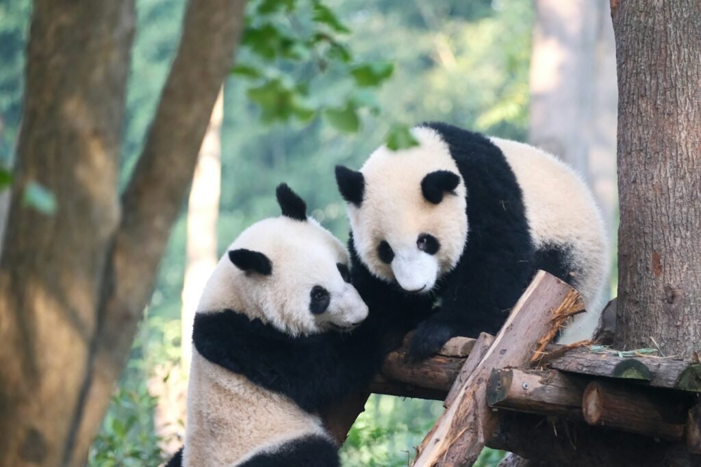 A couple of pandas that are sitting in a tree.
