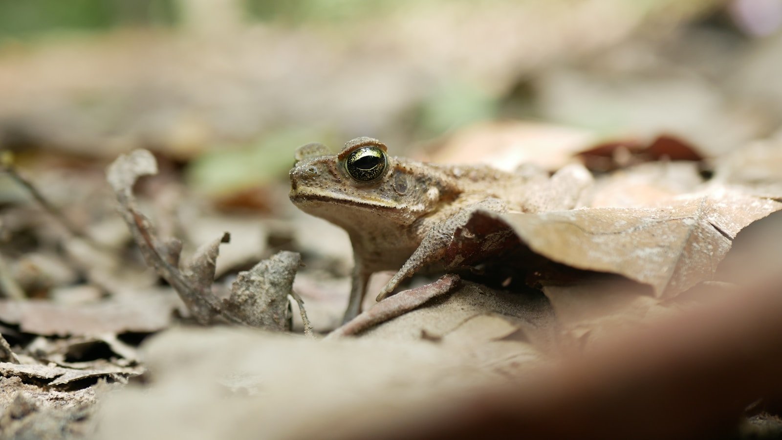 The Evolution of Color in Animals: From Camouflage to Communication