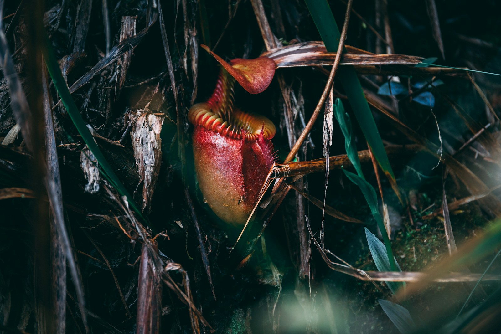 6 Plants That Act More Like Animals Than You’d Expect