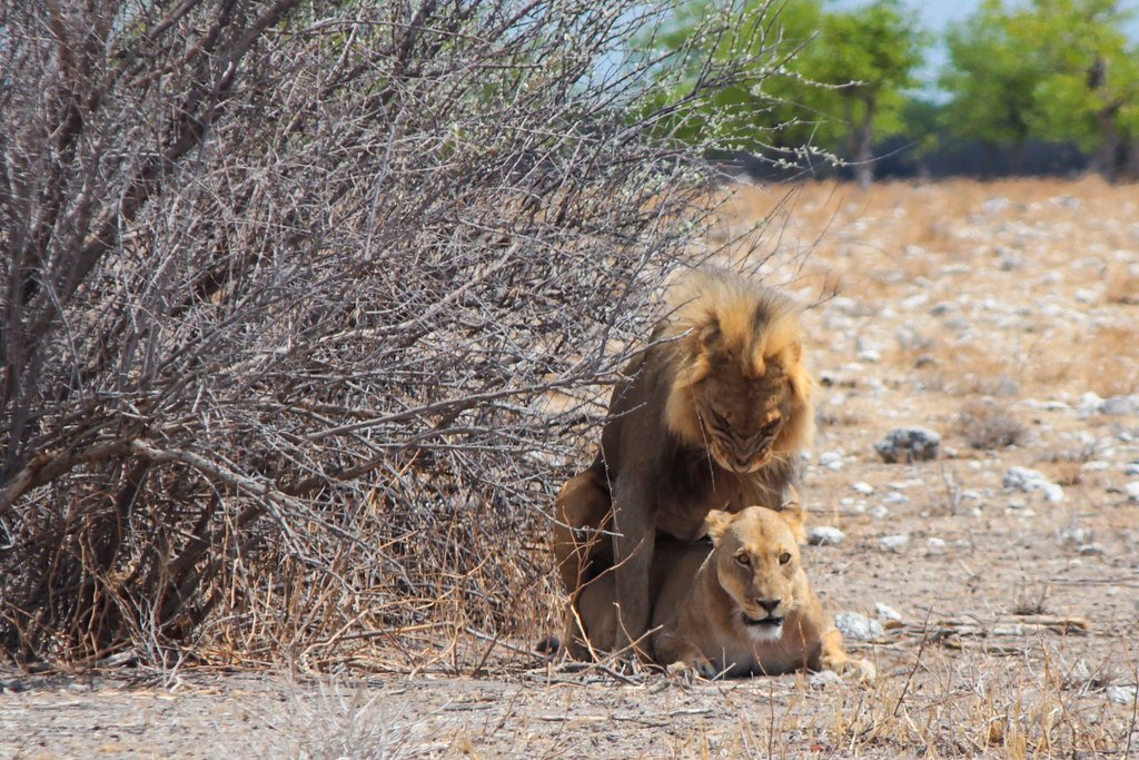 Lions mating ritual