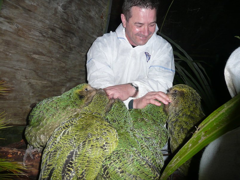 Stephen Bragg with kakapo chicks.