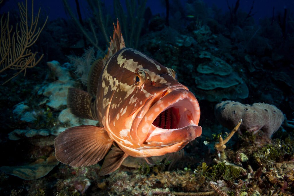 Nassau grouper (Epinephelus striatus).