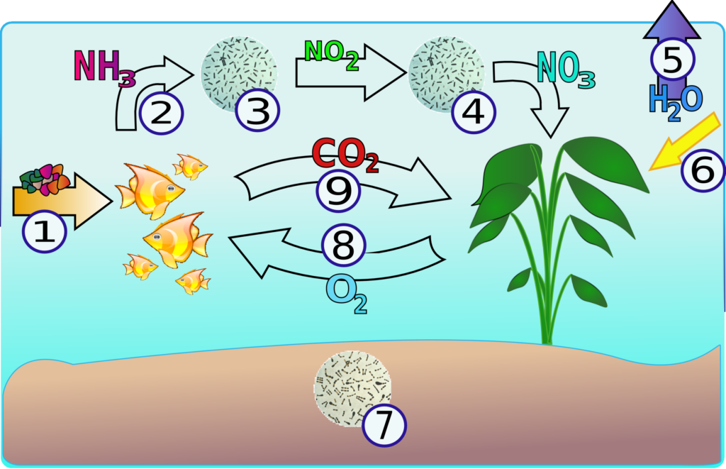 An illustration of the Aquarium-Nitrogen Cycle.