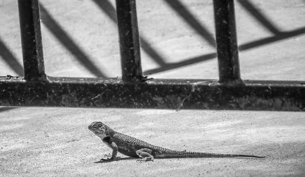 Lizard, evolving because of climate change