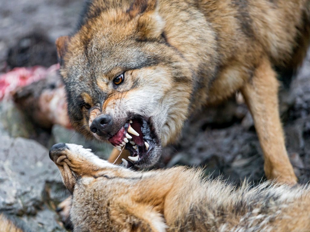 Predator and prey