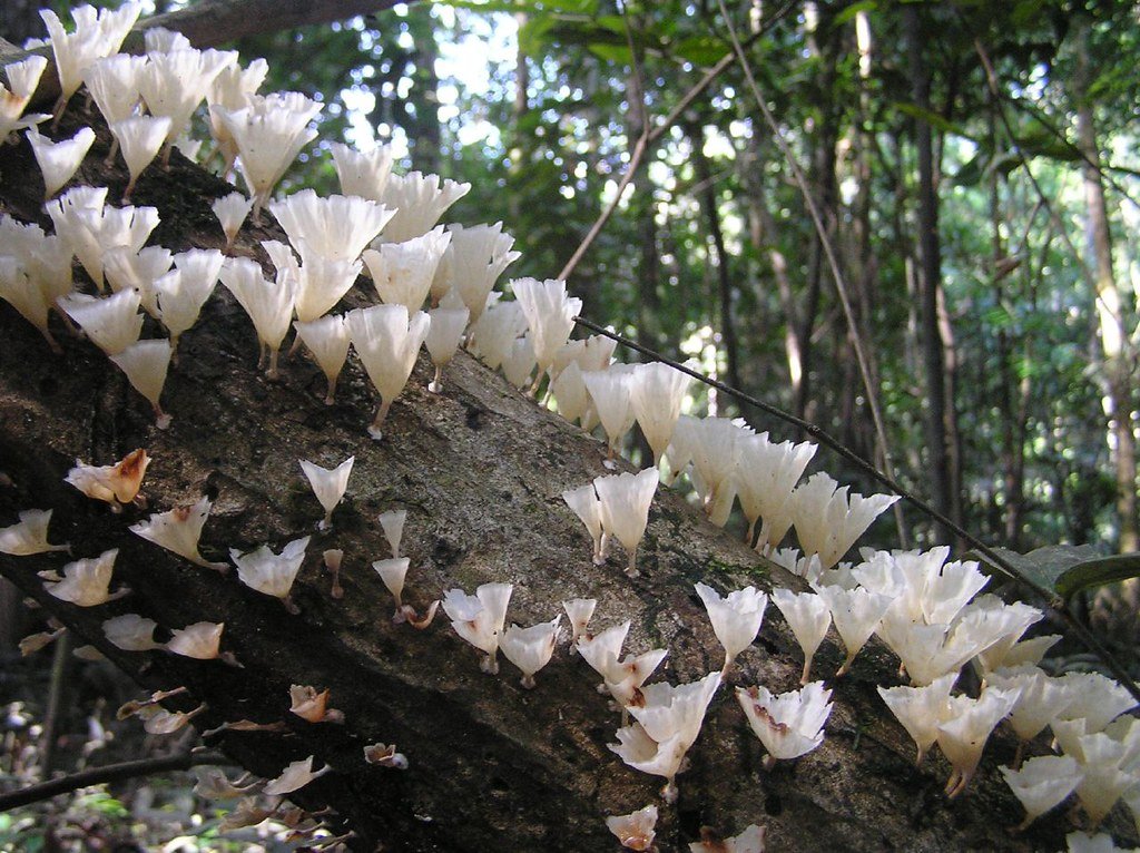 Amazon rainforest fungi