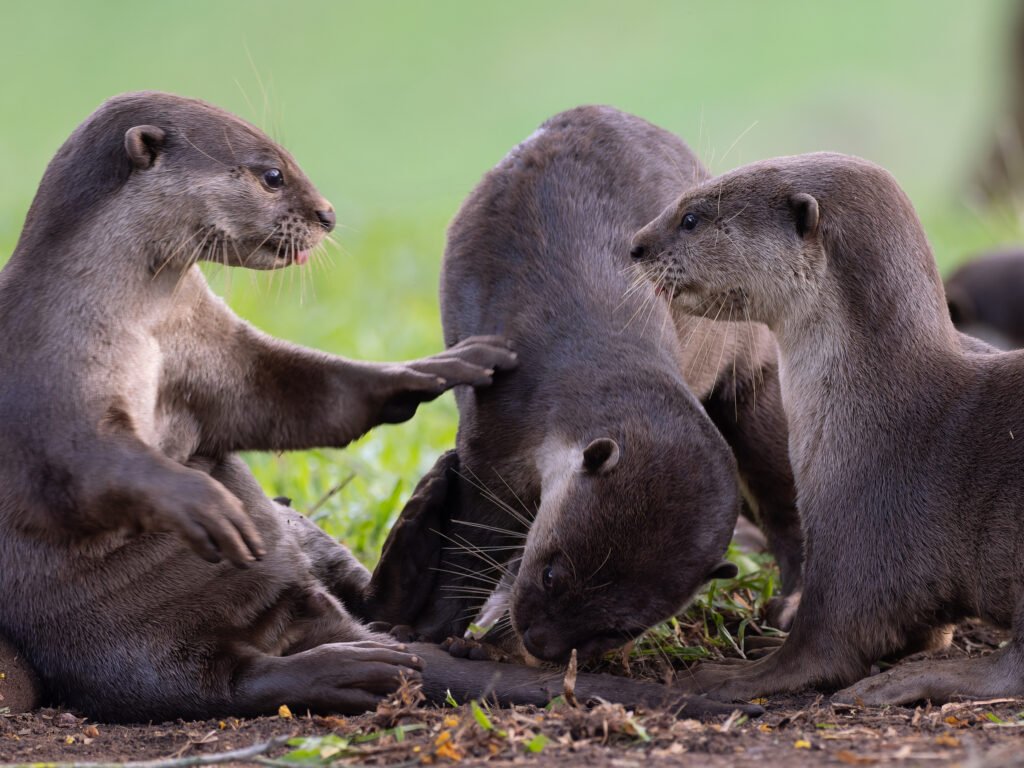 Group of lutrogale perspicillata.