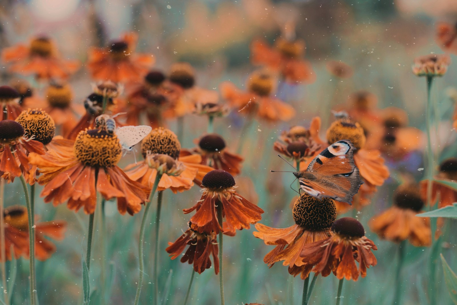 The Power of Pollinators: Why Bees and Butterflies Are Vital for Our Survival