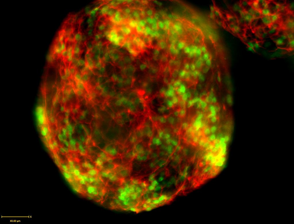 CRISPR/Cas9 engineering being used in mouse embryonic stem cells.