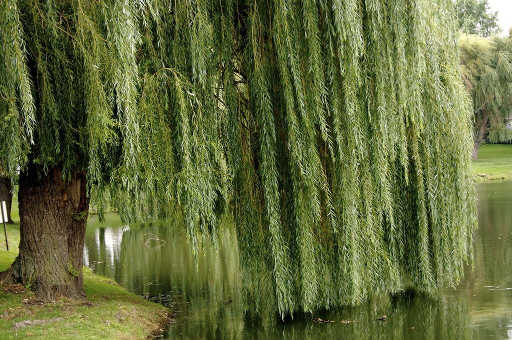 Willow Tree