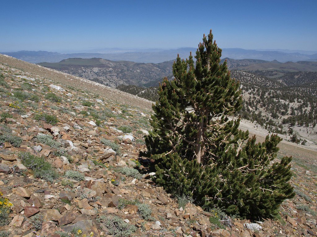 Bristlecone pine tree