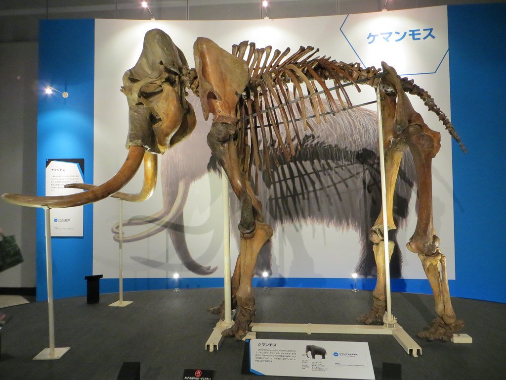 Skeleton of woolly mammoth.