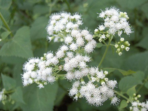Poisonous plant White Snakeroot 