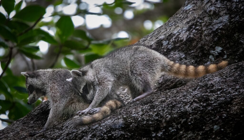 Raccoons communicating on top of a tree.