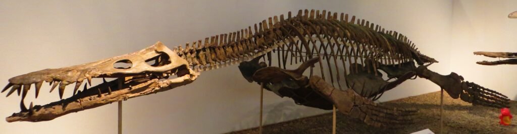Liopleurodon, apex predator