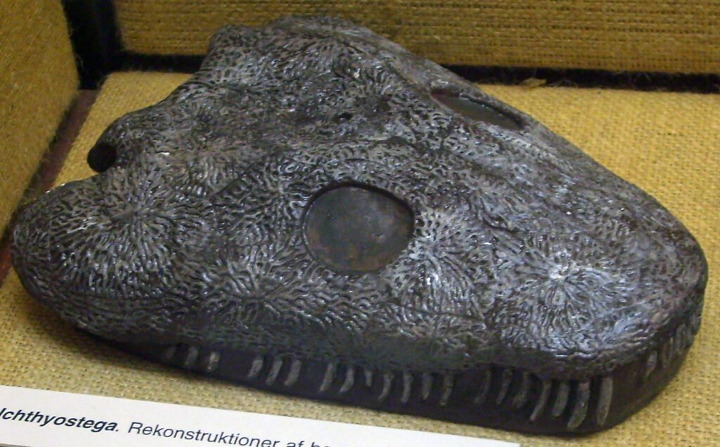 Ichthyostega skull.