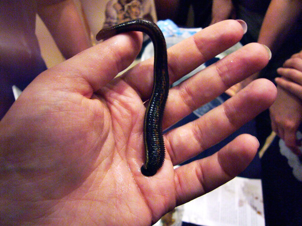 Leech on a hand. 
