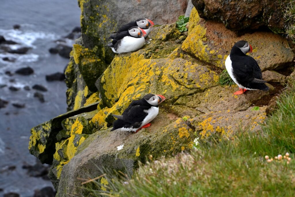 Flock of puffins standing on the ledge.