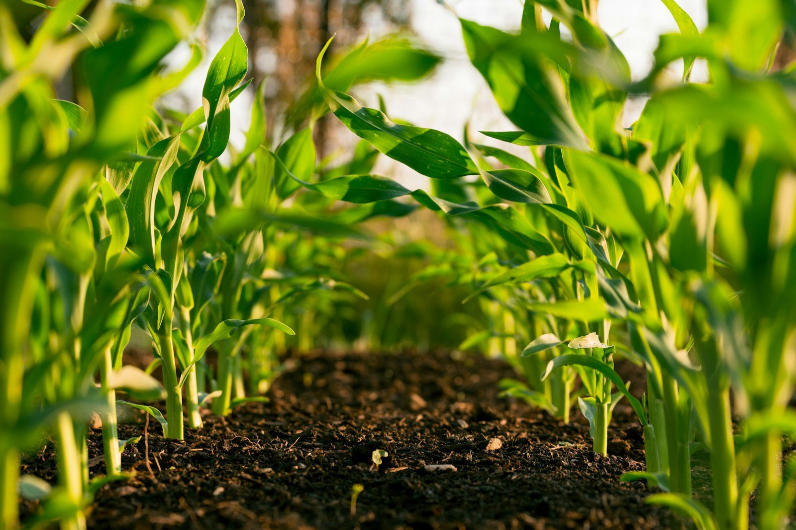 How Plants Evolved to Defend Themselves from Herbivores and Disease