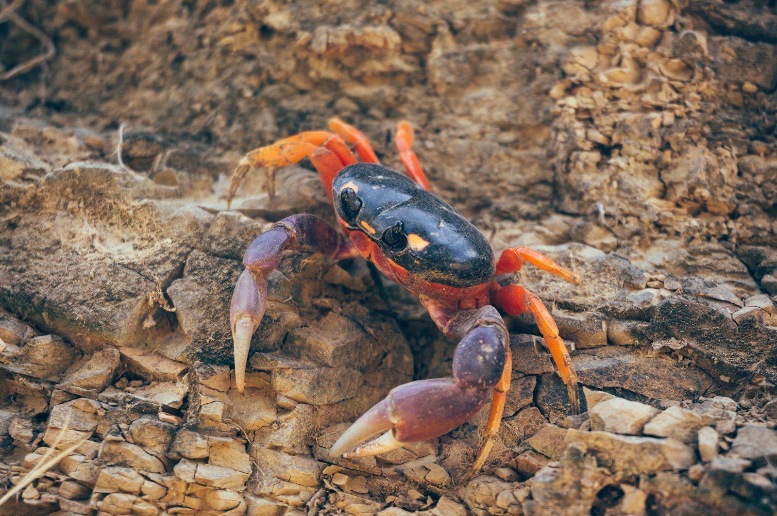 Why Does Evolution Keep Making Crabs? The Strange Phenomenon of Carcinization
