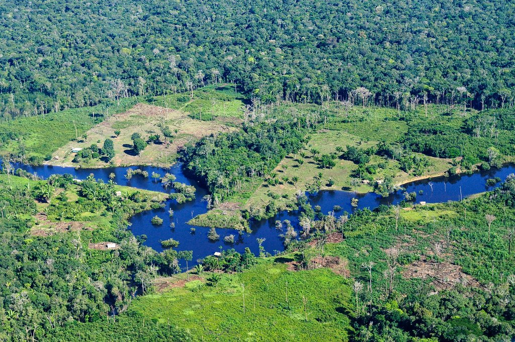 Amazon rainforest ecosystem