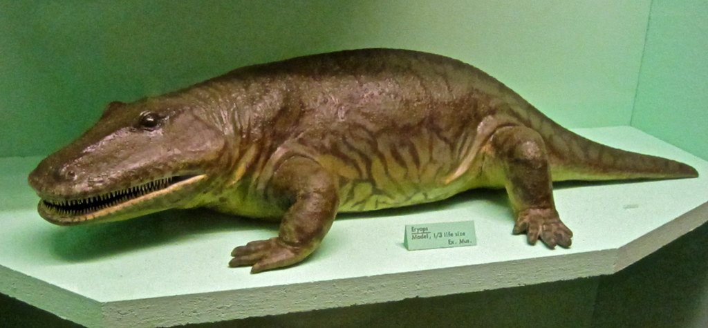 Eryops, a characteristic large labyrinthodont of the Texas red beds, had well-developed limbs and a truly amphibious way of life.