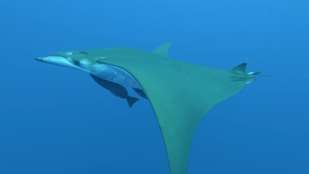 Chilean Devil Ray.