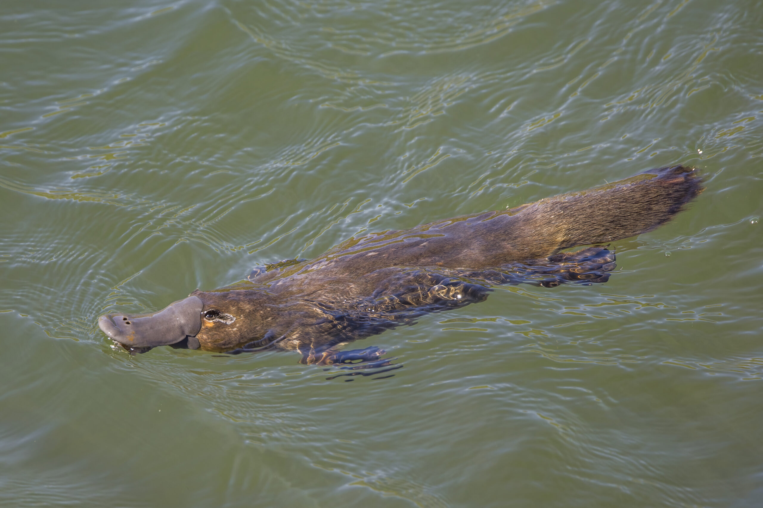 The Mysteries of the Platypus: A Semi-Aquatic, Egg-Laying Mammal