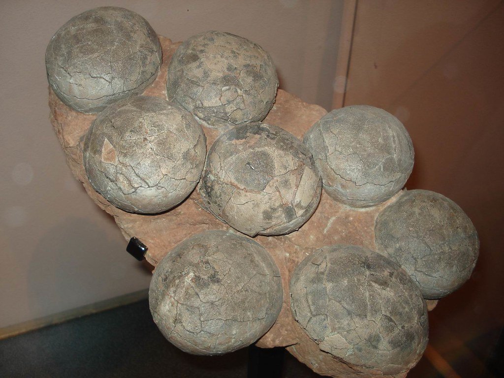 dinosaur eggs fossils