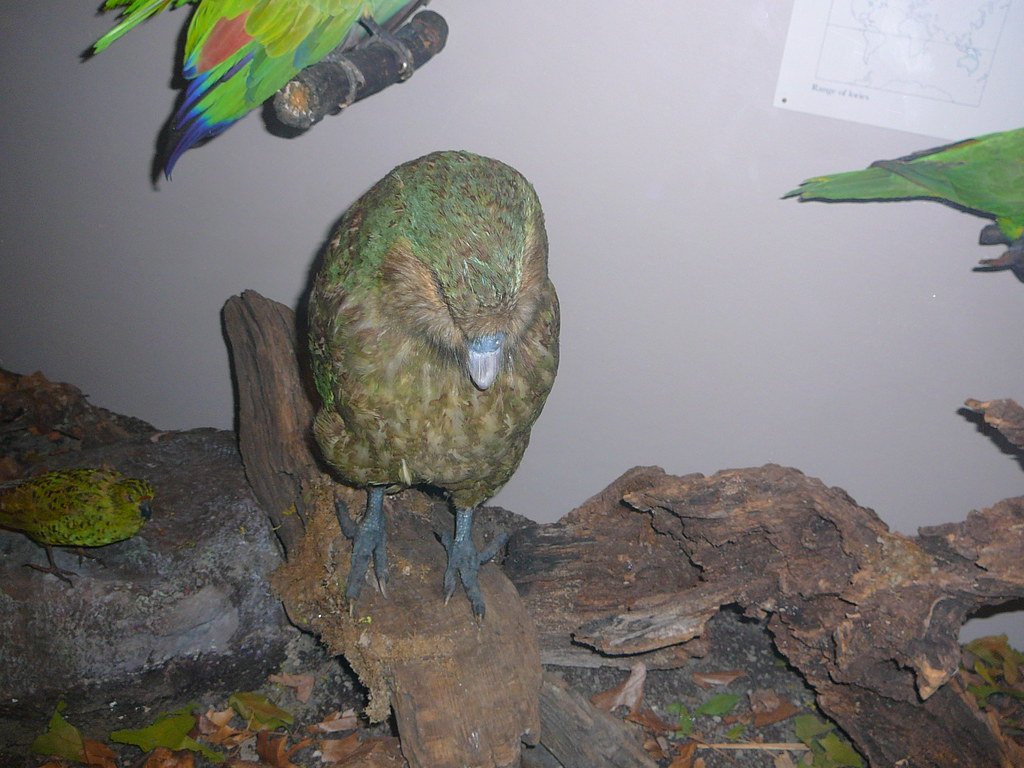 A Kakapo.