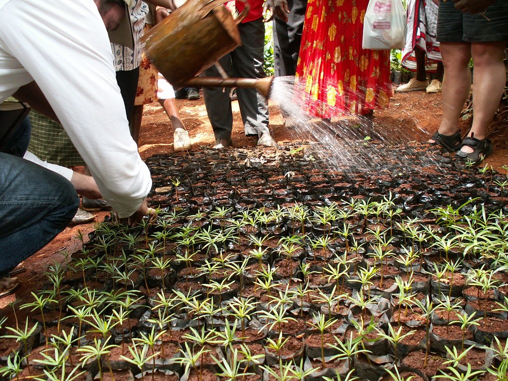 Watering newly planted seedlings in a community garden